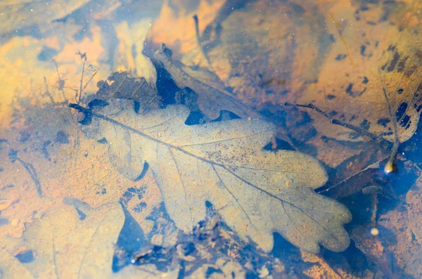 Automne Les Feuilles Tombent Des Arbres Ils Ont Look Coloré — Photo