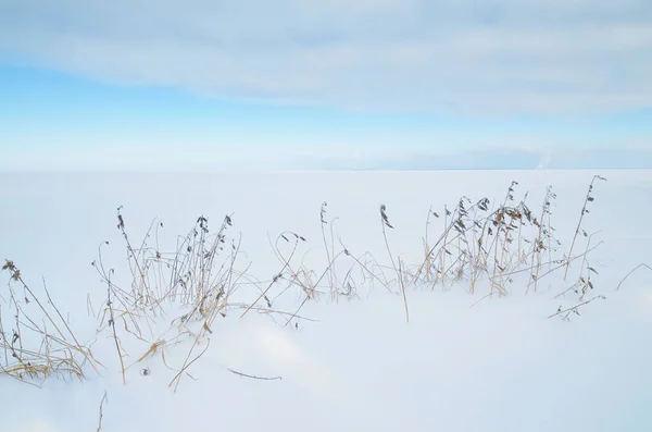 フィールドは 雪で覆われています フォア グラウンドで乾いた草は成長しています — ストック写真