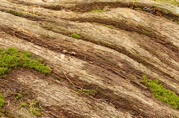 Vecchio Albero Caduto Può Vedere Struttura Delle Sue Fibre Cresce — Foto Stock