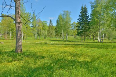 Güneşli manzara orman. Yeşil bitki örtüsü ile doğanın renkli kez bakıldı.