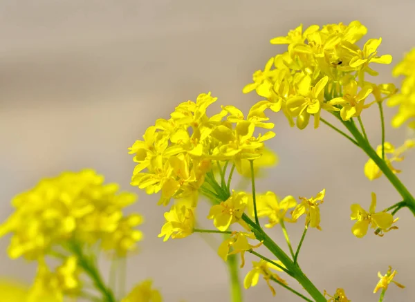 rapeseed-herbaceous plant of the cabbage family.The plant is grown to produce oil.