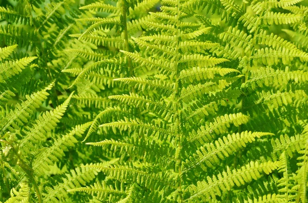 Bir antik fern bitkisi. Bu bitki büyür ormanda.