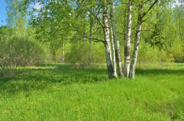 Güneşli manzara orman. Yeşil bitki örtüsü ile doğanın renkli kez bakıldı.