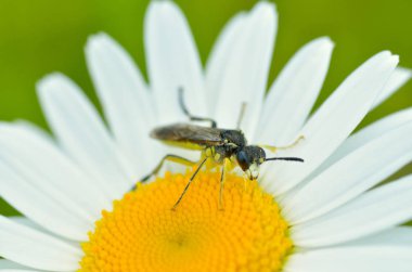 Çim bir sap üzerinde sürünerek böceği. Böcekler gündüz çok aktif.