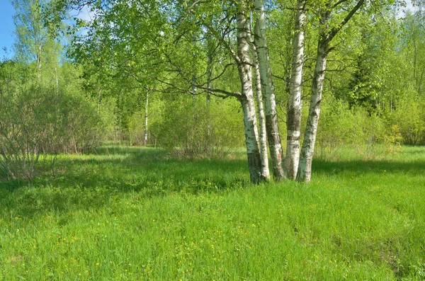 Güneşli manzara orman. Yeşil bitki örtüsü ile doğanın renkli kez bakıldı.