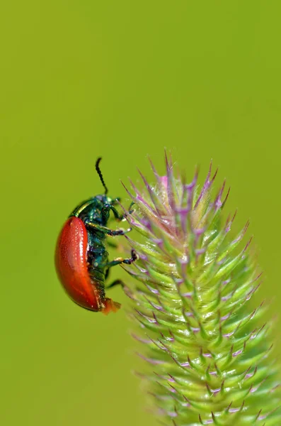 Käfer Kriechen Auf Einem Grashalm Insekten Sind Tagsüber Sehr Aktiv — Stockfoto