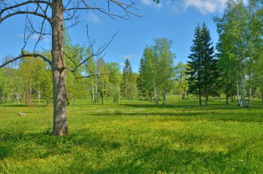 Güneşli manzara orman. Yeşil bitki örtüsü ile doğanın renkli kez bakıldı.
