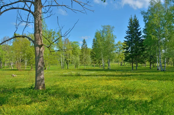 Güneşli manzara orman. Yeşil bitki örtüsü ile doğanın renkli kez bakıldı.