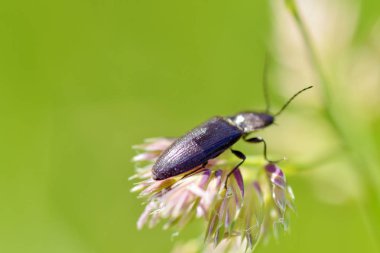 Çim bir sap üzerinde sürünerek böceği. Böcekler gündüz çok aktif.