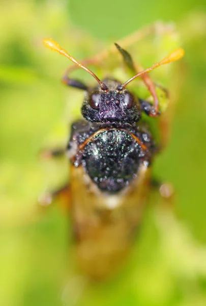Luční Hmyz Cicada Jsou Velmi Hlasité Cvrkot Zničit Úrodu Polích — Stock fotografie