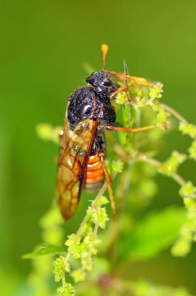 Insecte Des Prés Cicada Ils Sont Très Bruyants Gazouiller Détruire — Photo