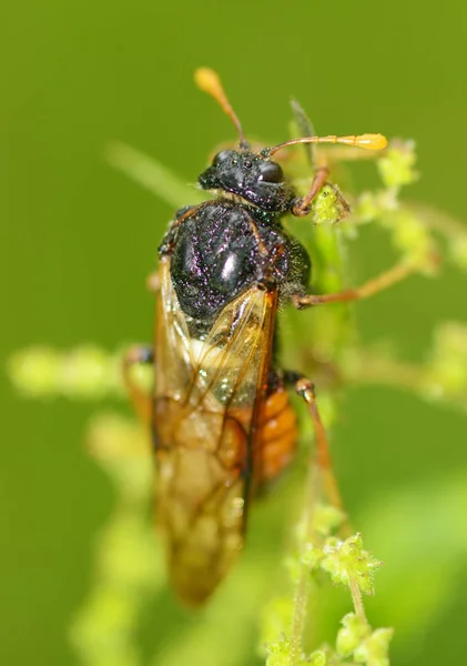 Weide Insect Cicada Zijn Zeer Luid Naar Tjilpen Vernietigen Van — Stockfoto