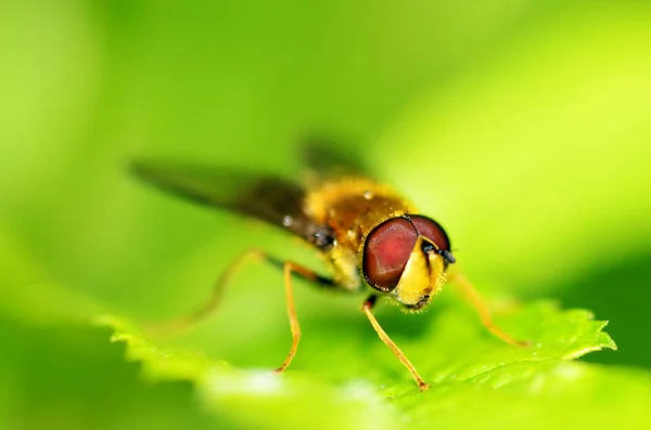 Vlieg Zit Een Groen Laken Drinkt Ochtenddauwdruppels — Stockfoto