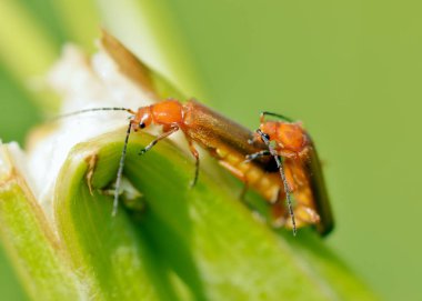 Çim bir sap üzerinde sürünerek böceği. Böcekler gündüz çok aktif.