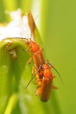 Böceklerde çiftleşme. Böcekler gündüz çok aktif.