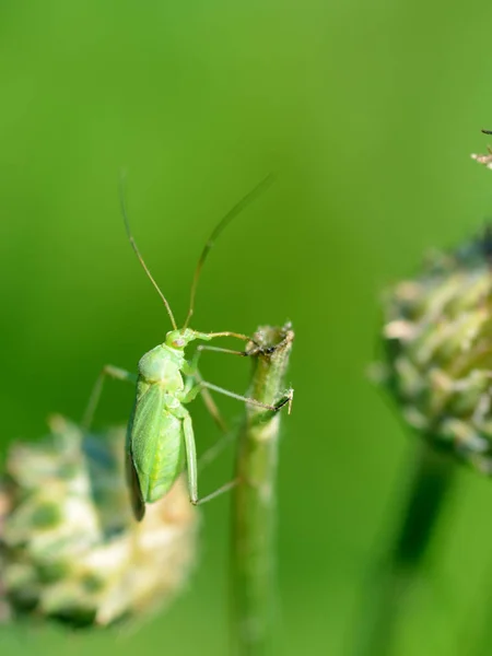 Skalbagge Kryper Stjälk Gräs Insekter Mycket Aktiv Dagen — Stockfoto