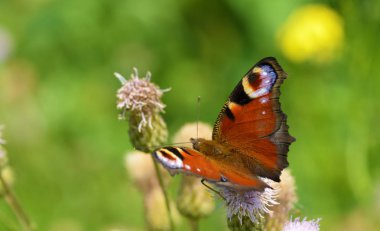 Çayırda çeşitli yabani Çiçekler büyür. Kelebek içecek nektar çiçek üzerinden.