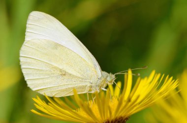Çayırda çeşitli yabani Çiçekler büyür. Kelebek içecek nektar çiçek üzerinden.