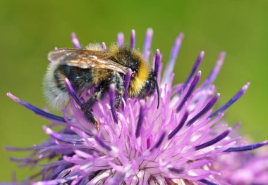 Bir yaban arısı bir çiçek nektar toplar. Isınma ile böcekler hayatı daha aktif oldu.