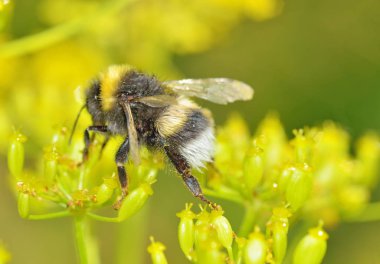 Bir yaban arısı bir çiçek nektar toplar. Isınma ile böcekler hayatı daha aktif oldu.