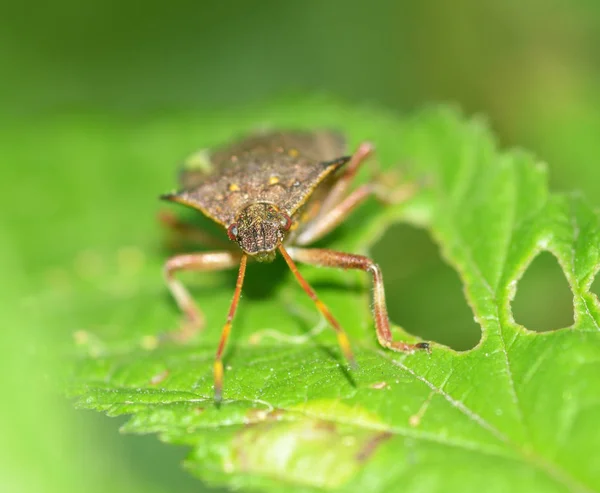 Orman Hata Bir Dalda Oturuyor Avlıyor Bir Kan Emici Böcek — Stok fotoğraf