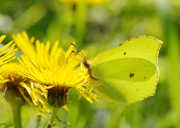 Nel Prato Crescono Vari Fiori Selvatici Butterfly Beve Nettare Fiore — Foto Stock