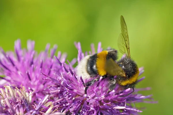 マルハナバチは 蜜を花から収集します 地球温暖化と昆虫の生命はより積極的になり — ストック写真