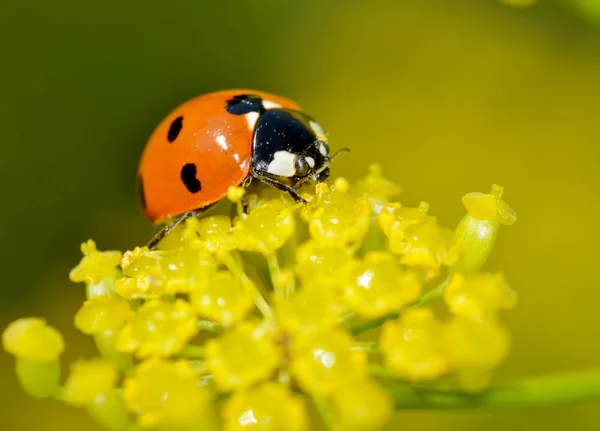 Mariquita Flor Planta Ella Tiene Alas Rojas Con Manchas Negras — Foto de Stock