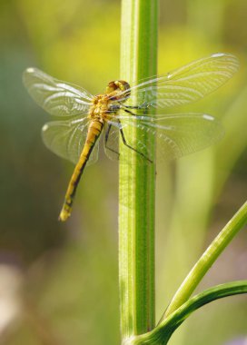 Yusufçuk bitki kök üzerinde oturuyor. Bu böcek su organları yaşıyor.