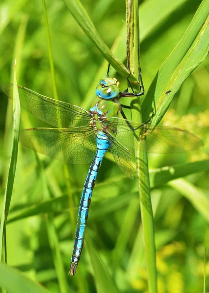 Libellule Assis Sur Tige Plante Cet Insecte Vit Près Des — Photo