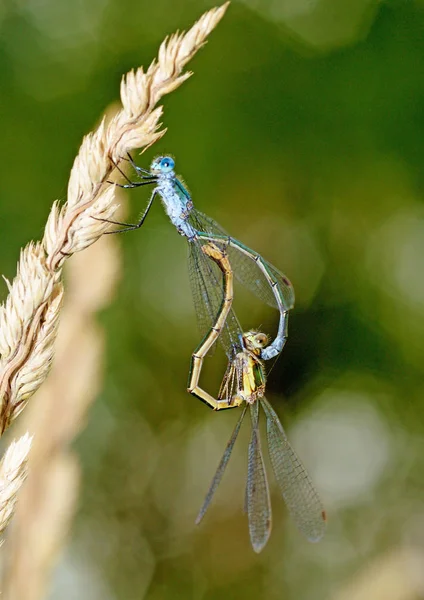 Emparelhamento Libélulas Natureza Uma Das Etapas Reprodução Insetos — Fotografia de Stock