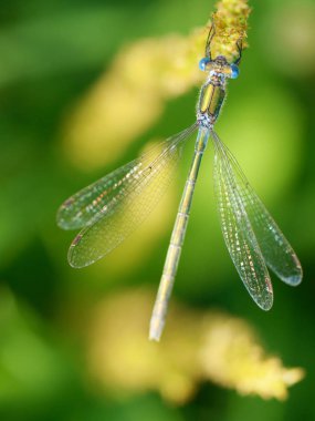 Yusufçuk bitki kök üzerinde oturuyor. Bu böcek su organları yaşıyor.