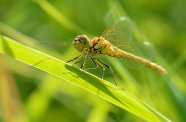 Yusufçuk bitki kök üzerinde oturuyor. Bu böcek su organları yaşıyor.