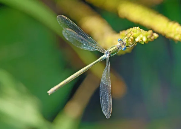 Yusufçuk Bitki Kök Üzerinde Oturuyor Böcek Organları Yaşıyor — Stok fotoğraf