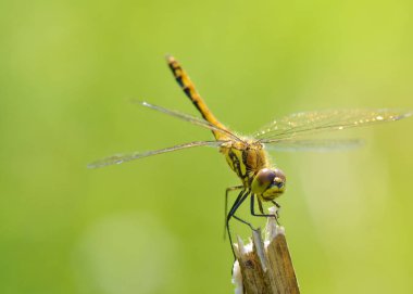 Yusufçuk bitki kök üzerinde oturuyor. Bu böcek su organları yaşıyor.