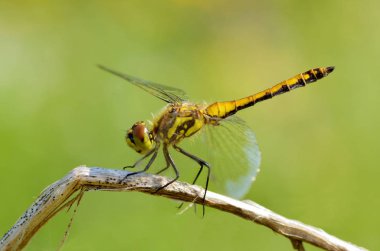 Yusufçuk bitki kök üzerinde oturuyor. Bu böcek su organları yaşıyor.