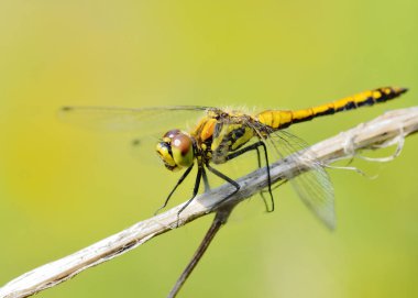 Yusufçuk bitki kök üzerinde oturuyor. Bu böcek su organları yaşıyor.