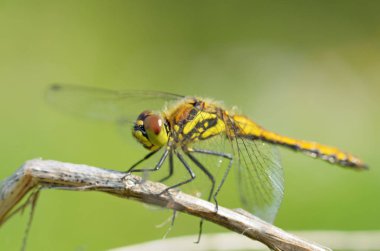 Yusufçuk bitki kök üzerinde oturuyor. Bu böcek su organları yaşıyor.