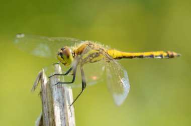 Yusufçuk bitki kök üzerinde oturuyor. Bu böcek su organları yaşıyor.