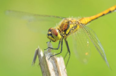 Yusufçuk bitki kök üzerinde oturuyor. Bu böcek su organları yaşıyor.