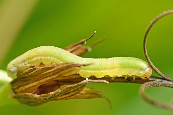 Belle Chenille Rampant Sur Une Brindille Elle Mange Des Feuilles — Photo