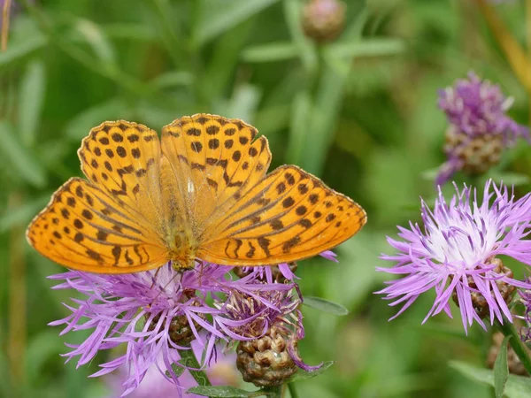 Prado Crescem Várias Flores Silvestis Butterfly Bebe Néctar Uma Flor — Fotografia de Stock