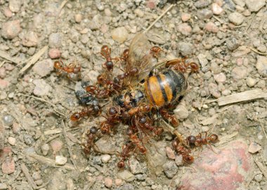 Karıncalar onların hayvanın avı sürükleyin. Bir karınca büyük bir şey ölü bir yaban arısı olduğunu.