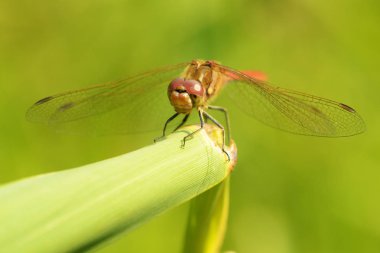 Yusufçuk bitki kök üzerinde oturuyor. Bu böcek su organları yaşıyor.