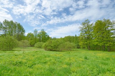 Güneşli manzara orman. Yeşil bitki örtüsü ile doğanın renkli kez bakıldı.
