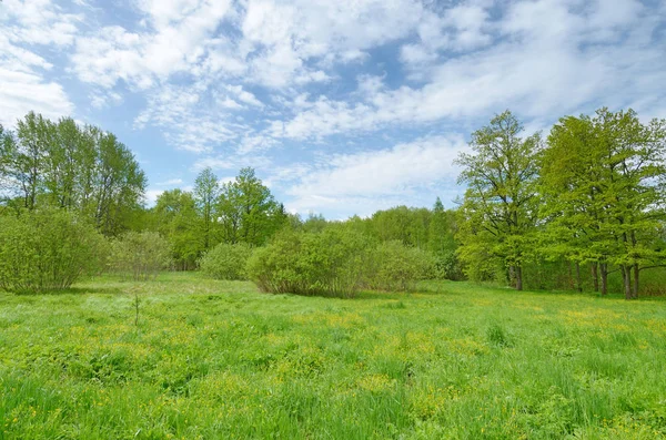 Güneşli manzara orman. Yeşil bitki örtüsü ile doğanın renkli kez bakıldı.