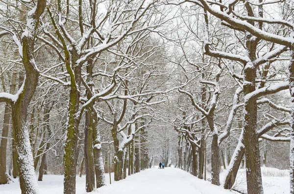 Φυσικό Τοπίο Στο Δάσος Όταν Δέντρα Είναι Στο Χιόνι — Φωτογραφία Αρχείου
