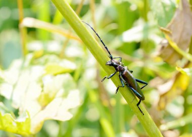 Uzun bıyıklı siyah böcek. Yeşil çimlerin üzerinde oturuyor..