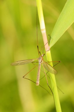 Büyük sivrisinek otların arasında gezinme. O çok uzun bacakları vardır. Onlara caramora deniyor.