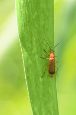 Çim bir sap üzerinde sürünerek böceği. Böcekler gündüz çok aktif.